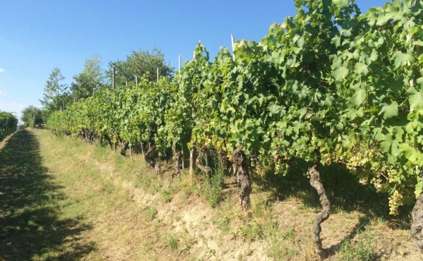 azienda agricola langhe