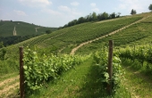BRB001, Property for sale in BARBARESCO wine district